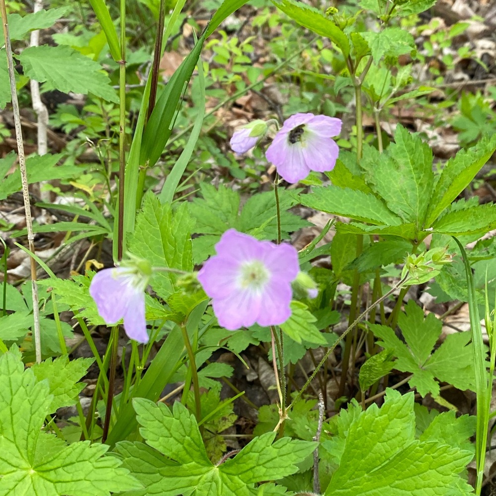Meet your Posher, Heidi